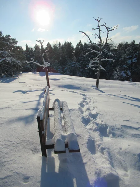 Ağaçlar ve güneş ışığıyla kaplı bir parkta kar kaplı bir bank.