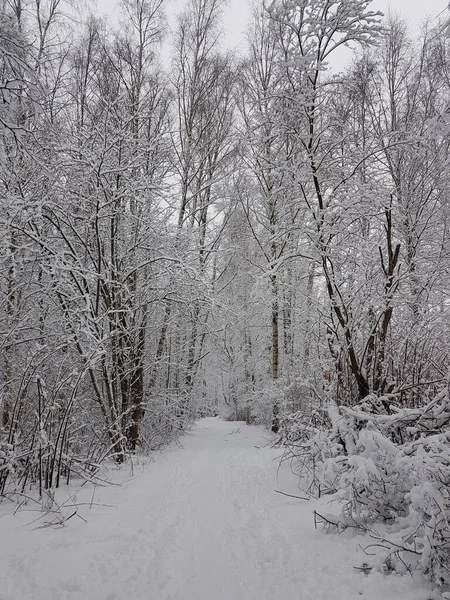 Karla kaplı ağaçlar arasında yol.