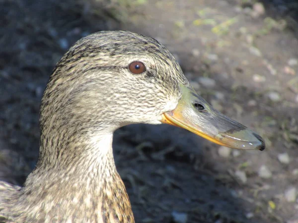 Close Female Mallard — Stock Photo, Image