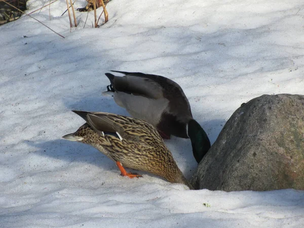 Mallard Pareja Buscando Comida Con Cabeza Nieve —  Fotos de Stock