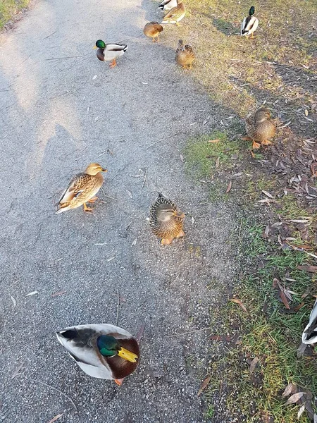 Mallards Caminho Grama Tiro Cima — Fotografia de Stock