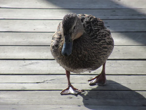 Female Mallard Walking Duckboards Park — Stock Photo, Image