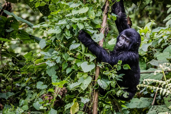 Musta Gorilla Viidakossa — kuvapankkivalokuva