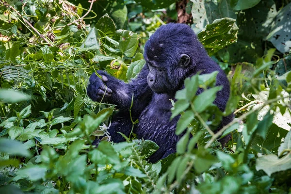 Musta Gorilla Viidakossa — kuvapankkivalokuva