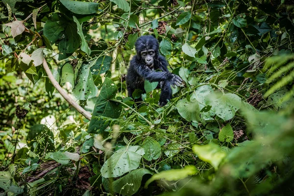 Gorila Negro Selva — Foto de Stock