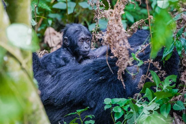 Monos Impenetrable Parque Nacional Bwindi — Foto de Stock