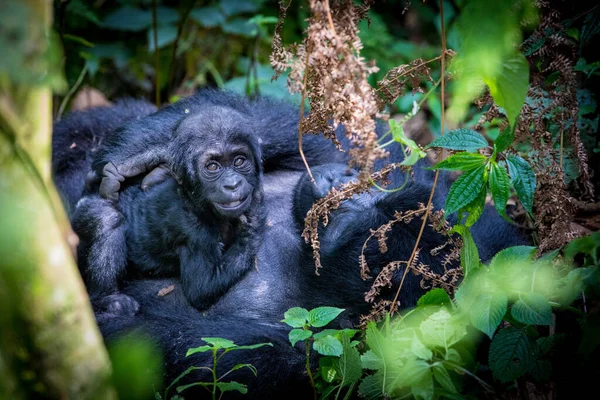 Monos Impenetrable Parque Nacional Bwindi — Foto de Stock