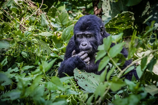 Musta Gorilla Viidakossa — kuvapankkivalokuva