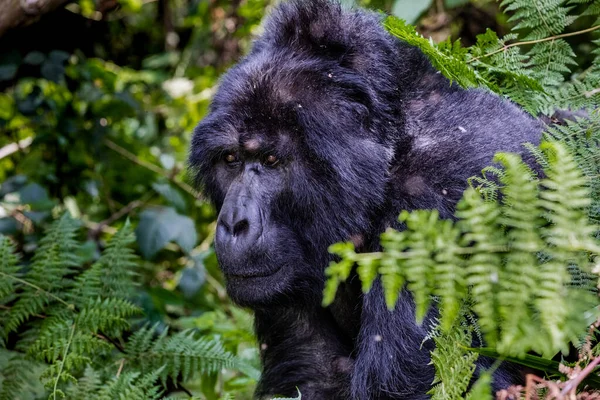 Gorille Noir Dans Jungle — Photo