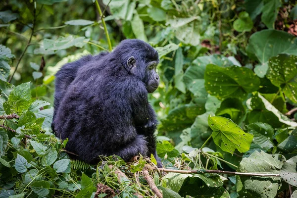 Gorille Noir Dans Jungle — Photo