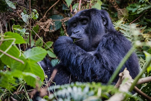 Gorila Negro Selva — Foto de Stock