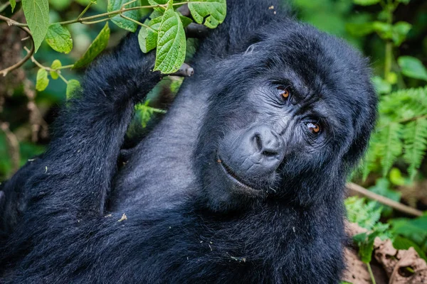 Gorila Negro Selva — Foto de Stock