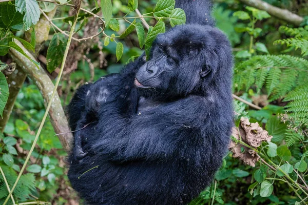 Gorila Negro Selva — Foto de Stock