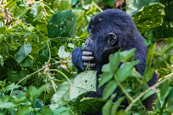 Gorila Negro Selva — Foto de Stock