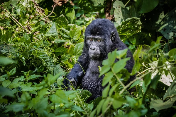 Gorila Negro Selva — Foto de Stock