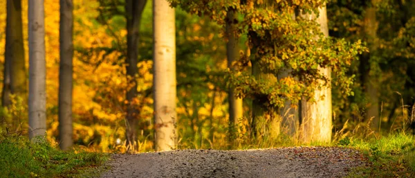 Road Leading Forest Autumn Entourage — Stock Photo, Image