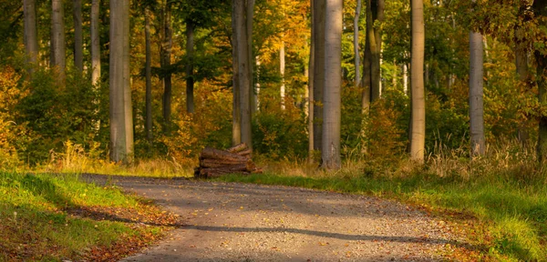 Road Leading Forest Autumn Entourage — Stock Photo, Image