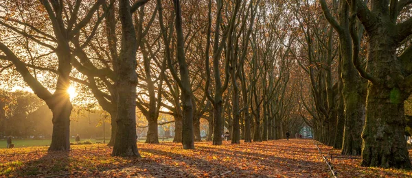 日の出の秋の公園の飛行機の木の美しい通り — ストック写真