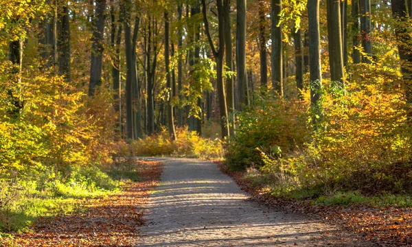 Beautiful Forest Road Autumn Robe — Stock Photo, Image