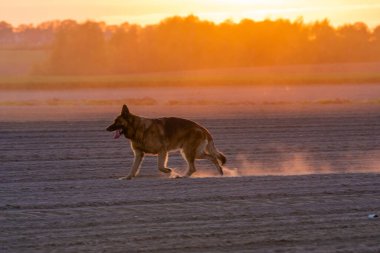 Alman çoban köpeği gün batımında arazide koşuyor.