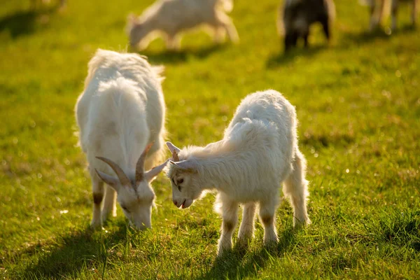 Uma Manada Cabras Brancas Pastando Prado Montanha — Fotografia de Stock