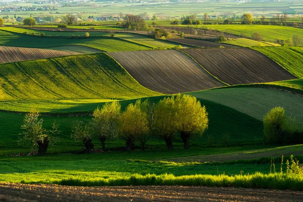 Beaux Champs Ondulés Dans Région Polonaise Ponidzie Printemps — Photo