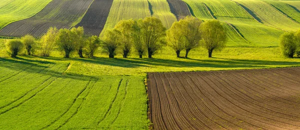 Frühlingspanorama Von Feldern Auf Extensiv Und Ökologisch Bewirtschaftetem Ackerland Ponidzie — Stockfoto