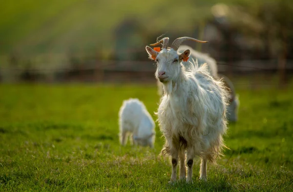 Uma Manada Cabras Brancas Pastando Prado Montanha — Fotografia de Stock