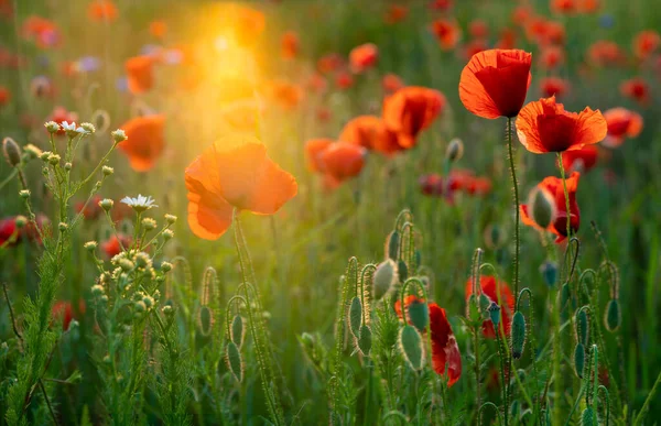Blühende Rote Mohnblumen Licht Der Untergehenden Sonne — Stockfoto