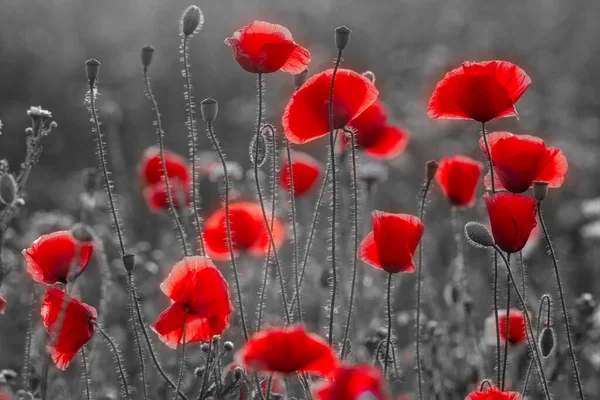 Florecimiento Amapolas Rojas Color Selectivo — Foto de Stock