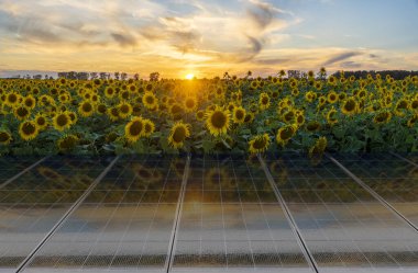 Ayçiçeği tarlasında güneş panelleri ve güzel bir günbatımı