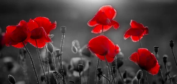 Blooming Red Poppies Selective Color — Stock Photo, Image