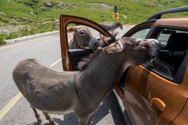 Romanya 'da Transalpina ile seyahat eden arabalarda terör estiren bir eşek sürüsü