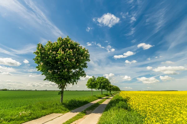 Sommerfelder, reifende Getreidefelder in Deutschland — Stockfoto