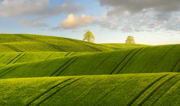 Campos de verano, campos de cultivo de grano de maduración en Alemania —  Fotos de Stock