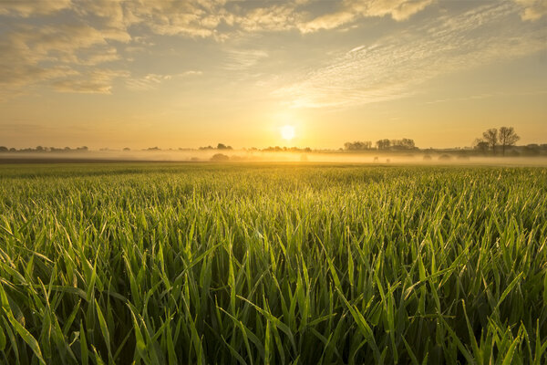 Summer fields, ripening grain crop fields in Germany