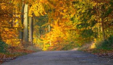 Sonbahar kayın ormanlarında uzanan resmi bir asfalt yol.