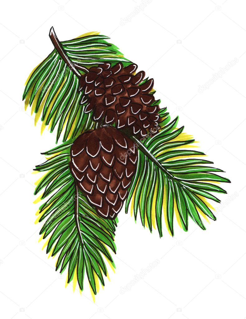 Marker sketch illustration, fir or pine cones, isolated on white background