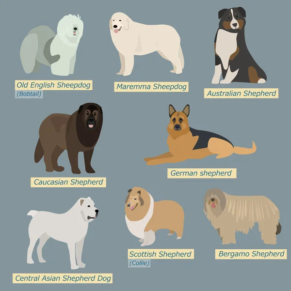 Simple silhouettes of dogs. Types of sheepdogs in flat design — Stock Vector
