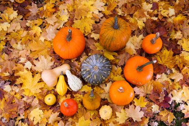 Parkta, açık havada renkli yapraklar üzerinde balkabağı sonbaharı Cadılar Bayramı manzarası. Yaprakların üzerindeki farklı balkabaklarının üst görüntüsü. Cadılar Bayramı, sonbahar ya da şükran günü sahnesi. Duvar Kağıdı 
