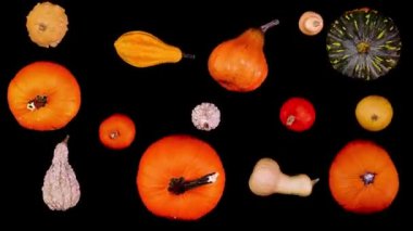 Farklı türde balkabakları. Farklı renk ve şekillerdeki balkabaklarıyla hareket animasyonunu durdurun. Renkli sonbahar, Şükran Günü ve Cadılar Bayramı konsepti.