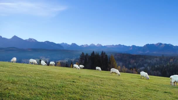 Pecore Agnelli Montoni Pascolano Una Collina Tra Montagne Scena Rurale — Video Stock