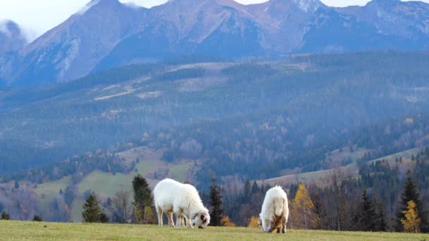 子羊や子羊の山の中の丘の上に放牧されます 背景タトラ山脈 ポーランド ヨーロッパの農村部のシーン よく飼われ 手入れの行き届いた幸せな羊 — ストック動画