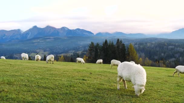 Pecore Agnelli Montoni Pascolano Una Collina Tra Montagne Scena Rurale — Video Stock