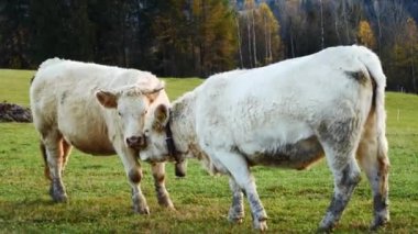 Dağlardaki inekler. Mutlu alp sütlü inekler çimenlerde otluyor. Kırsal alan, arka planda Tatra dağları, Polonya, Avrupa. İyi beslenmiş, bakımlı dağ inekleri, boğalar ve buzağılar.. 
