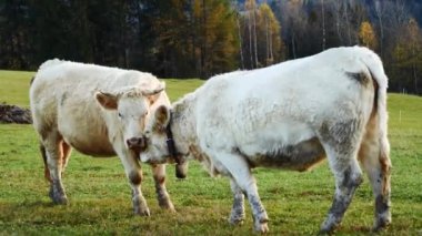 Dağlardaki inekler. Mutlu alp sütlü inekler çimenlerde otluyor. Kırsal alan, arka planda Tatra dağları, Polonya, Avrupa. İyi beslenmiş, bakımlı dağ inekleri, boğalar ve buzağılar.. 
