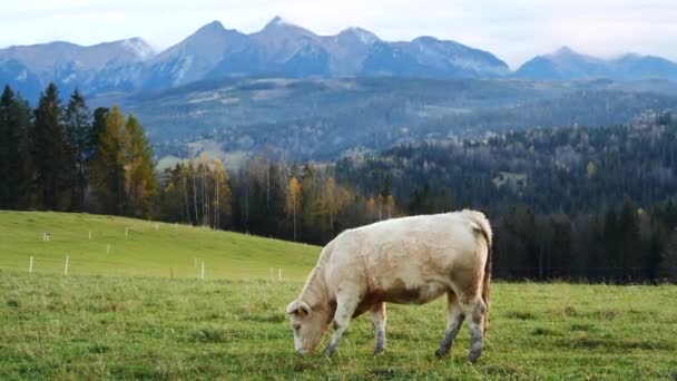 Bílá Kráva Horách Šťastné Alpské Dojnice Pasou Trávě Venkovská Scéna — Stock video