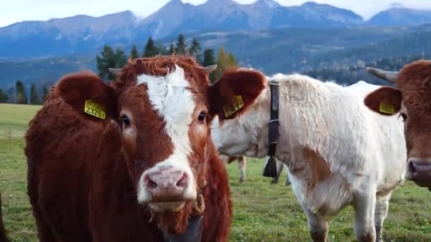 山里的牛和牛在近距离观察 快乐的高山奶牛在草地上吃草 乡村风景 背景在塔特拉山 丰衣足食 整洁整洁的高山奶牛 公牛和小牛 — 图库视频影像