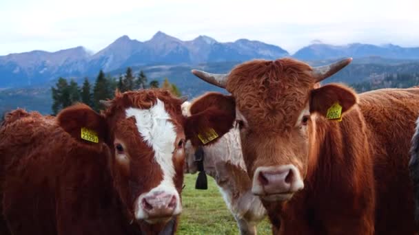 Sapi Dan Banteng Pegunungan Menutup Pandangan Sapi Susu Alpine Bahagia — Stok Video