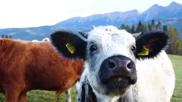Vaca Engraçada Nas Montanhas Vista Perto Vacas Leitosas Alpinas Felizes — Vídeo de Stock